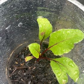 Photo of the plant species Common Beet by @PerkyErophaca28 named Sanders on Greg, the plant care app