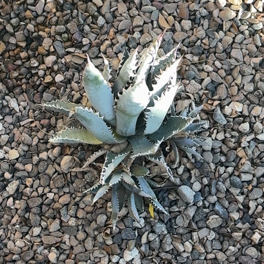 Photo of the plant species Mescal by @RedcarpetWeed49 named Lavender on Greg, the plant care app