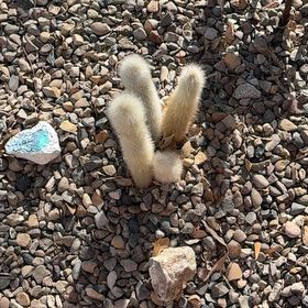 Photo of the plant species Harestail Grass by @RedcarpetWeed49 named Treeyoncé on Greg, the plant care app