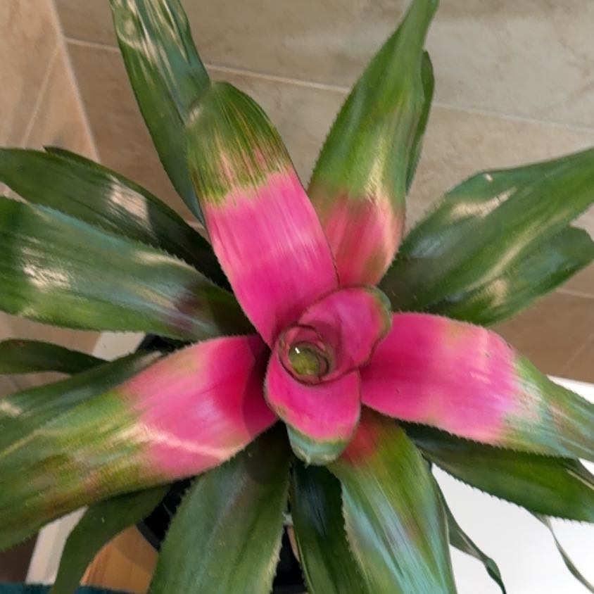Photo of the plant species King of the Bromeliads by @ZappyCapemay41 named Duke on Greg, the plant care app