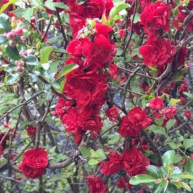 Photo of the plant species Flowering Quince by @VipChisme95 named Delilah on Greg, the plant care app