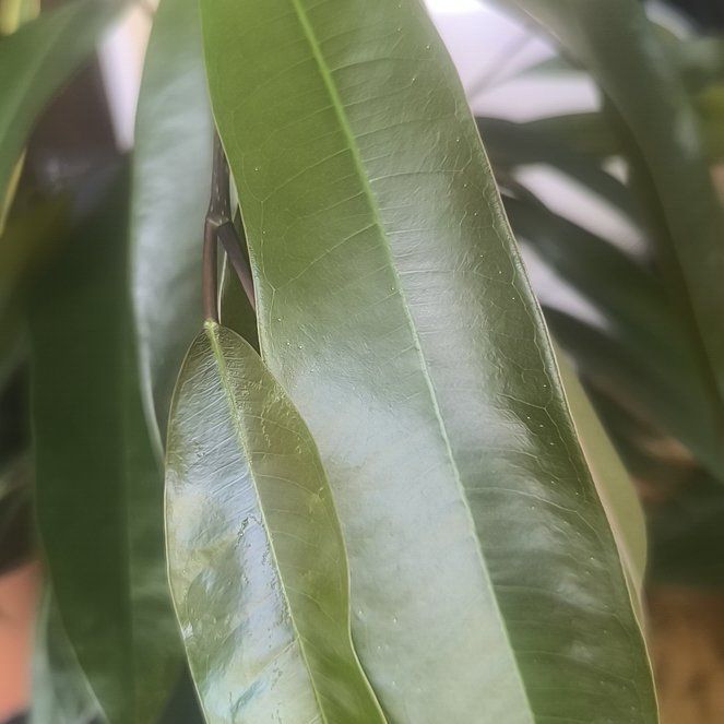 Photo of the plant species Sapote by @DotingRoselle4 named Kobe on Greg, the plant care app
