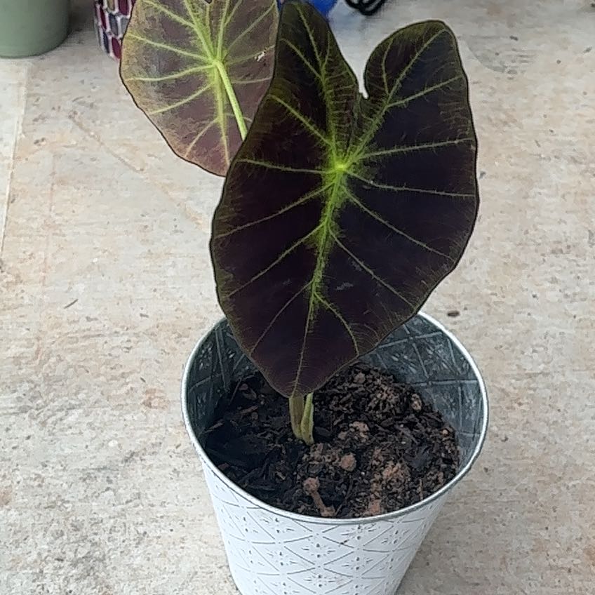 Photo of the plant species Black Magic Elephant Ear by @HonoraryComet23 named Xena on Greg, the plant care app