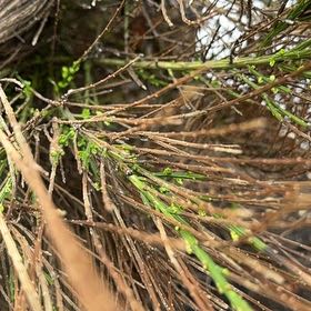 Photo of the plant species Broom by @AceSmallleaf54 named Surya on Greg, the plant care app