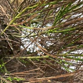 Photo of the plant species Broom by @AceSmallleaf54 named Peter Parker on Greg, the plant care app