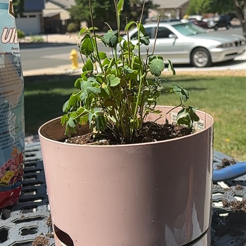Photo of the plant species Colorado Blue Columbine by @TenableDamsii named Elle on Greg, the plant care app