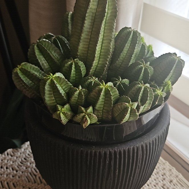 Photo of the plant species Tanzania Zipper Plant by @SirRuby16 named Willow on Greg, the plant care app
