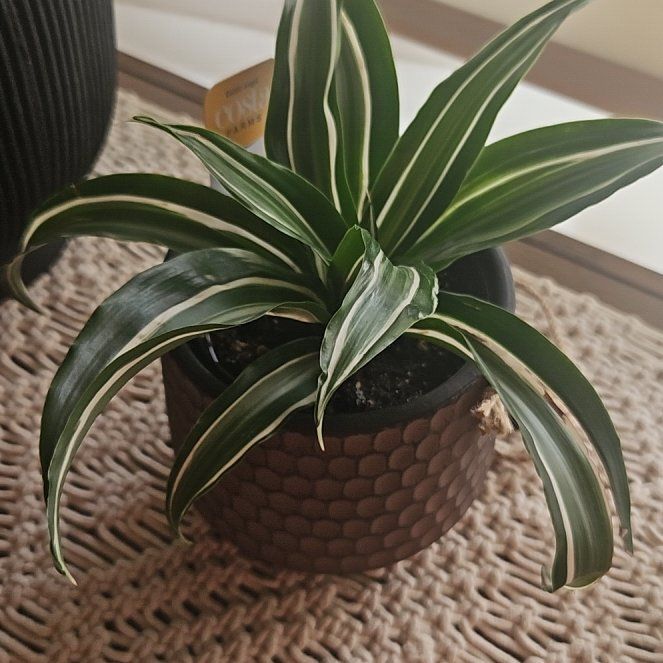Photo of the plant species Dracaena by @SirRuby16 named Pax on Greg, the plant care app