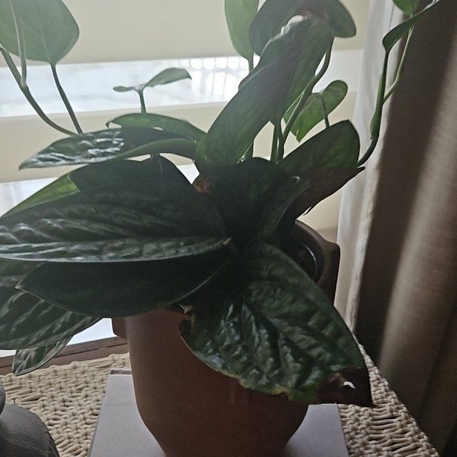 Photo of the plant species Monstera Green Galaxy (sp Peru) by @SirRuby16 named Achilles on Greg, the plant care app