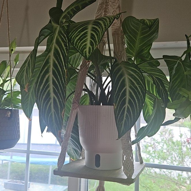 Photo of the plant species Xanthosoma by @SirRuby16 named Kesha on Greg, the plant care app