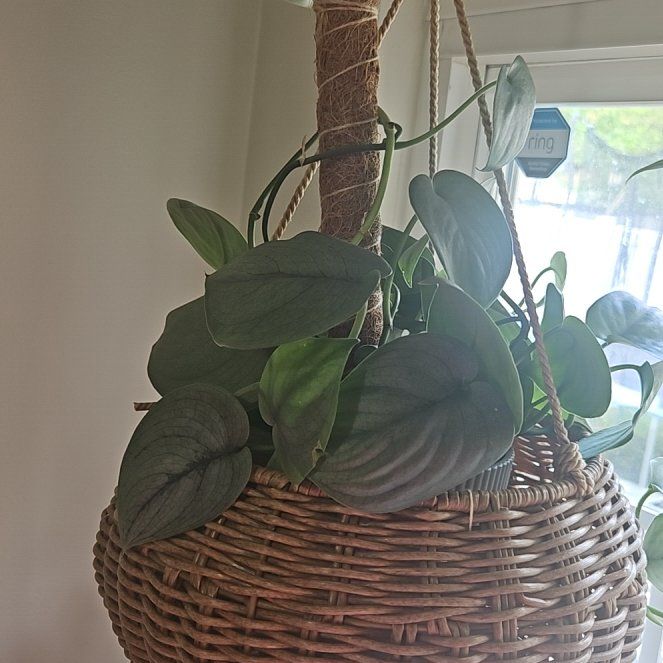 Photo of the plant species Scindapsus 'Platinum Java' by @SirRuby16 named Remington on Greg, the plant care app