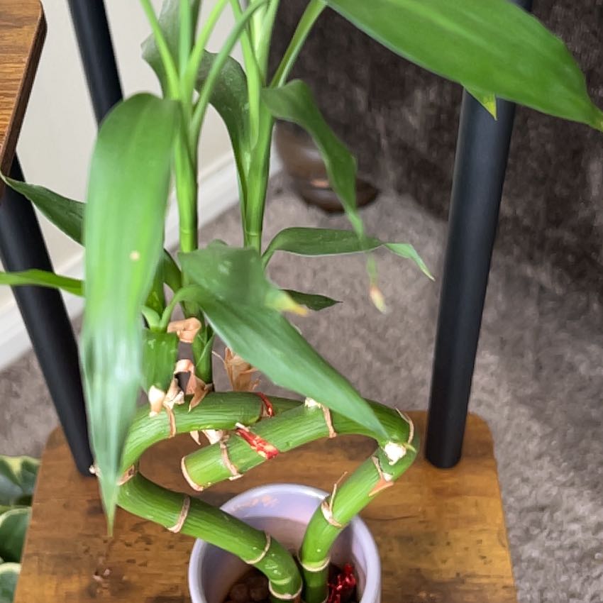 Photo of the plant species New Zealand Rock Lily by @GrowingSedge47 named Zeus on Greg, the plant care app