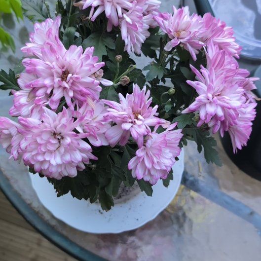Photo of the plant species Chrysanthemum by @HeroWorm42 named Athena on Greg, the plant care app