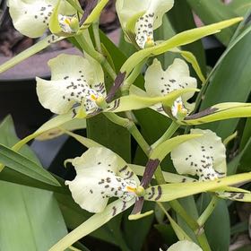 Photo of the plant species Cockleshell Orchid by @LucidTyrimnus28 named Coco on Greg, the plant care app