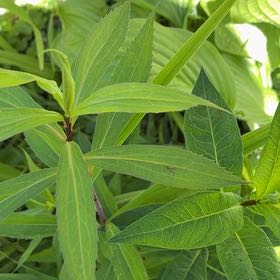 Photo of the plant species Swamp Milkweed by @WinHeartleaf47 named Messi on Greg, the plant care app
