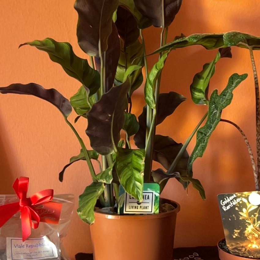 Photo of the plant species Calathea anulque by @MeekAtom56 named Maya on Greg, the plant care app