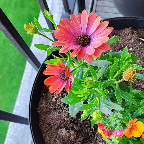 Photo of the plant species African Daisy by @ravensdusk named Stella on Greg, the plant care app