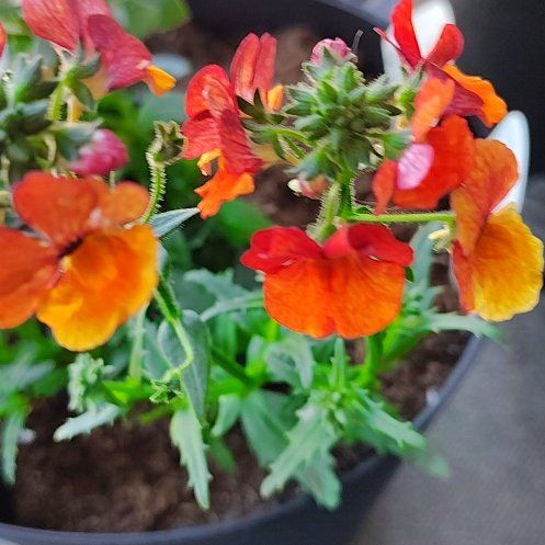 Photo of the plant species Nemesia by @ravensdusk named Nemo on Greg, the plant care app