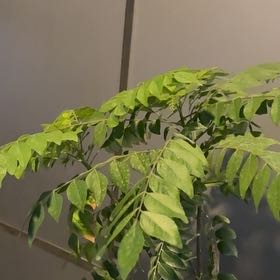 Photo of the plant species Curry Tree by @BigwigGalega45 named Elle on Greg, the plant care app