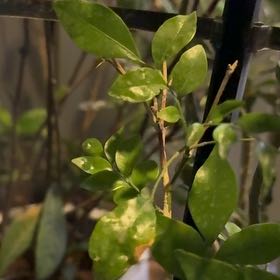 Photo of the plant species Mock Orange by @BigwigGalega45 named Terra on Greg, the plant care app