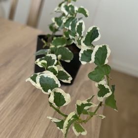 Photo of the plant species fig ivy by @EminentLime54 named Lebron on Greg, the plant care app