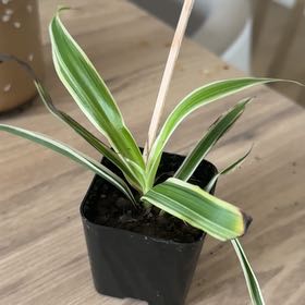 Photo of the plant species Spider Plant 'Reverse' by @EminentLime54 named Miley on Greg, the plant care app