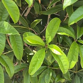 Photo of the plant species Sweet Olive by @HotRedpine68 named Bruce Lee on Greg, the plant care app