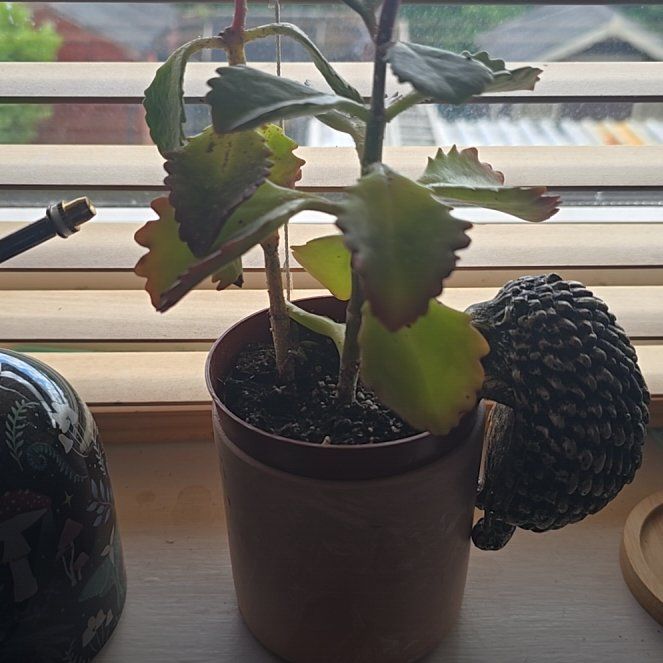 Photo of the plant species Tugela Cliff-Kalanchoe by @PrizeRustyfig43 named Sherlock on Greg, the plant care app