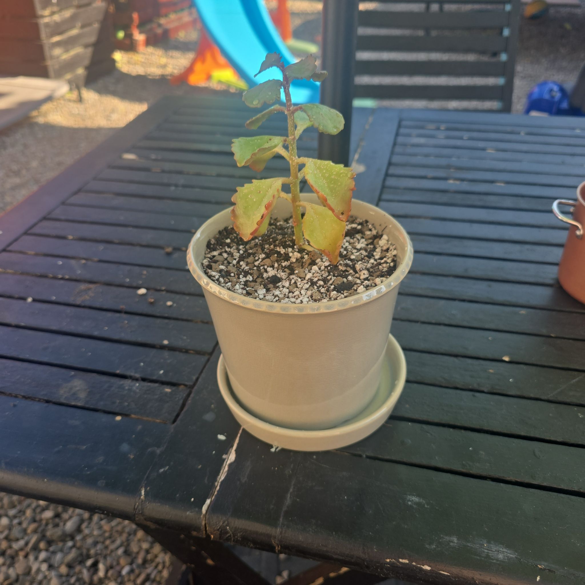 Photo of the plant species Tugela Cliff-Kalanchoe by @revyn named Fiona on Greg, the plant care app