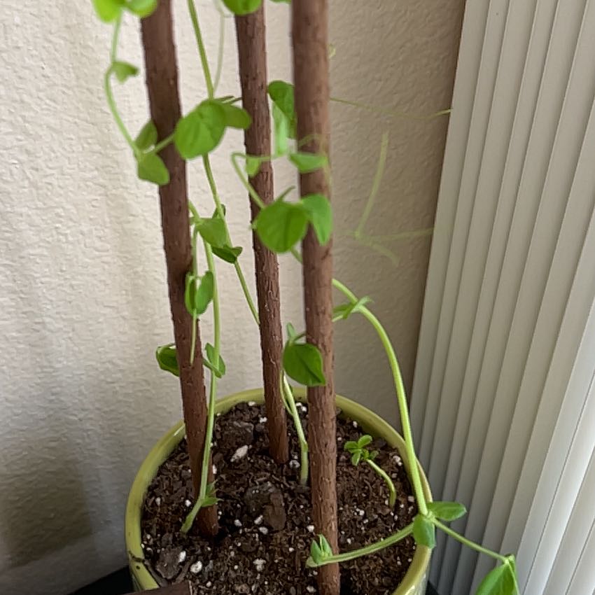 Photo of the plant species Pea by @CozyRedtree42 named Zeus on Greg, the plant care app