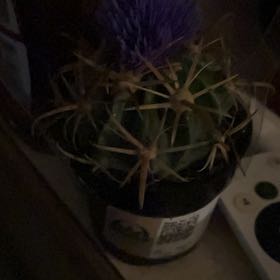 Photo of the plant species Devil's Pincushion by @WeightyPinoak18 named Steve on Greg, the plant care app