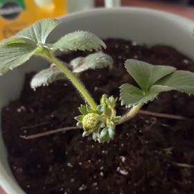 Photo of the plant species Albion Strawberry by @LovelyTupeia72 named Keanu Leaves on Greg, the plant care app