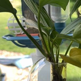 Photo of the plant species Peace Lily by @Vellybutton named Denali on Greg, the plant care app