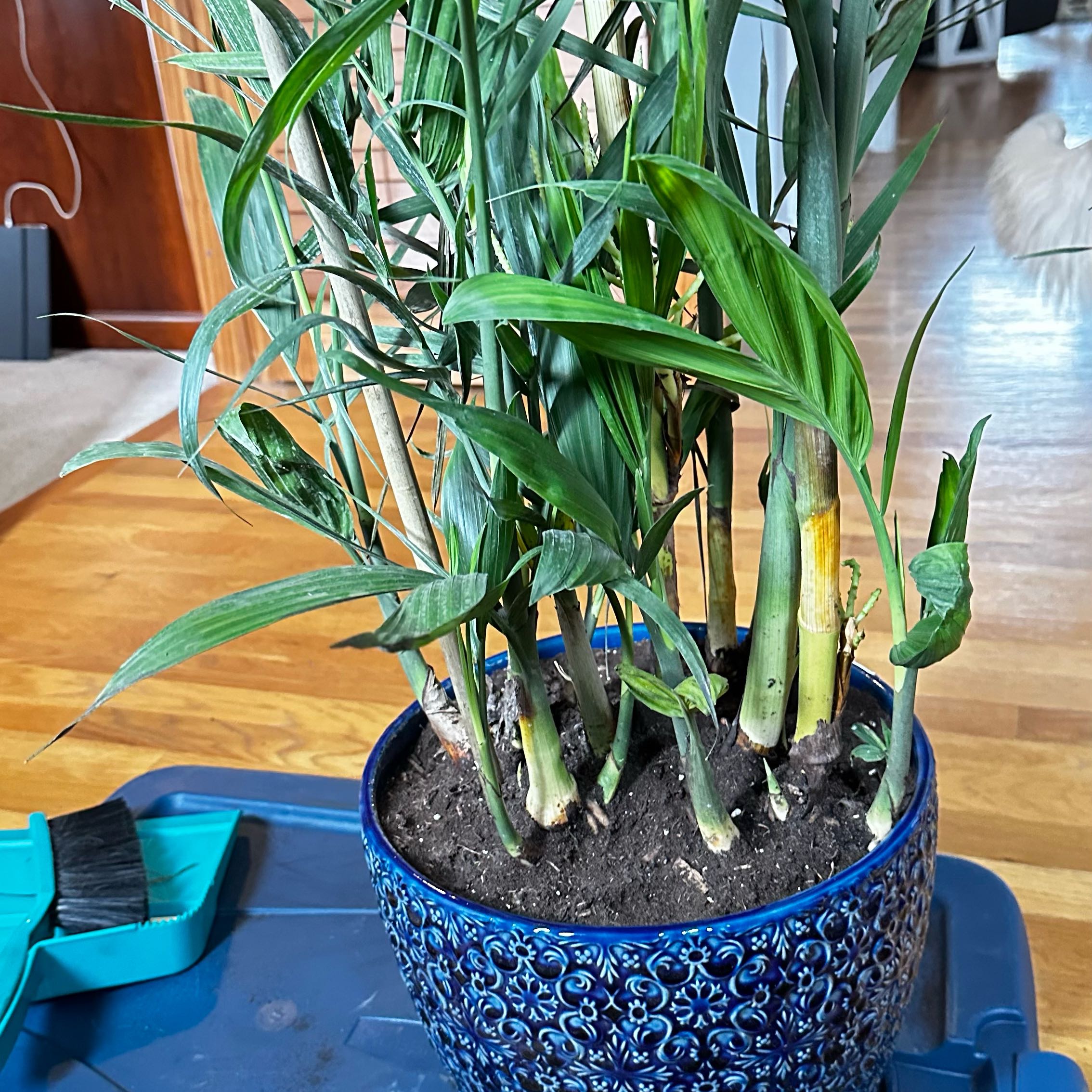Photo of the plant species Bamboo Palm by @Vellybutton named Darwin on Greg, the plant care app