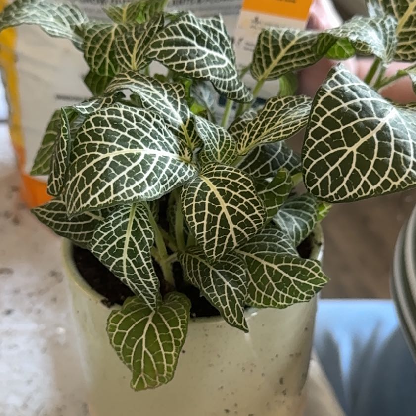 Photo of the plant species White Anne Nerve Plant by @AceOlneya34 named Abel on Greg, the plant care app