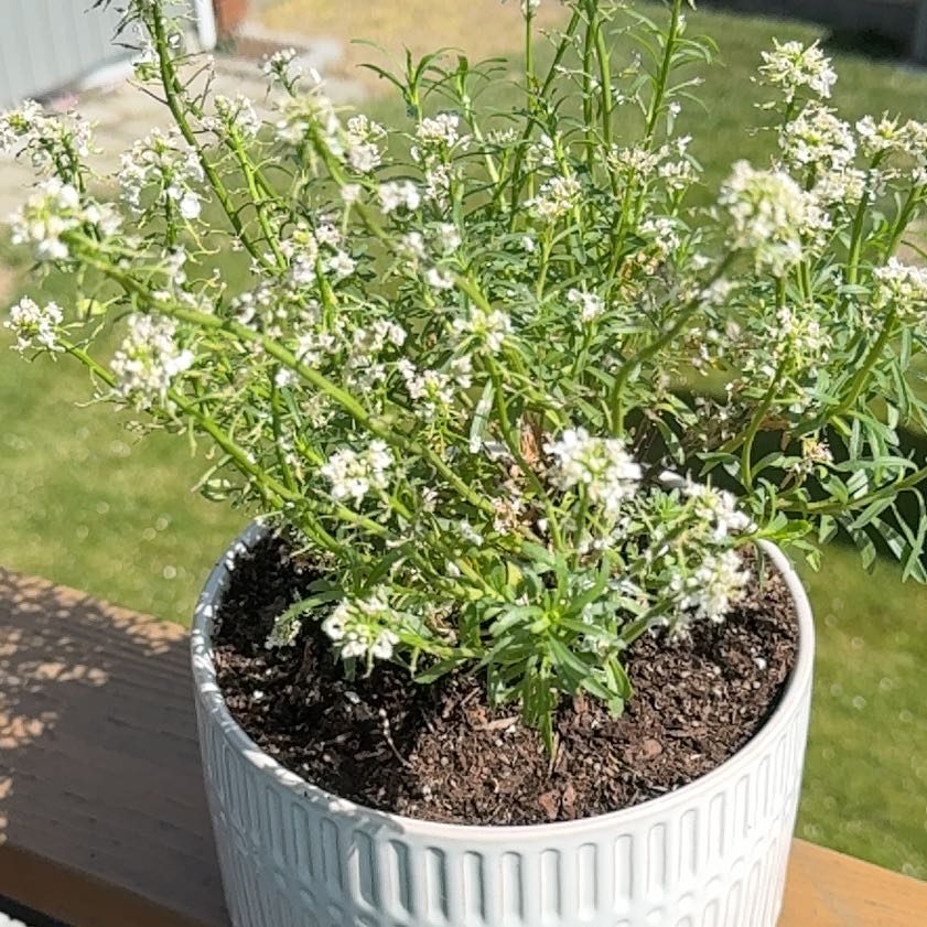 Photo of the plant species Iberis Umbellata by @AceOlneya34 named Mamá Coco on Greg, the plant care app