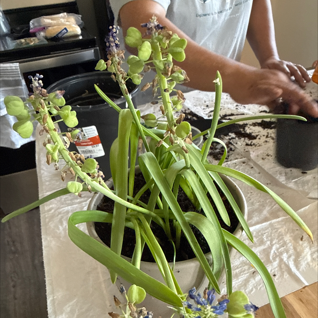 Photo of the plant species Heavenly Blue Grape Hyacinth by @AceOlneya34 named Maria Jose (Majo) on Greg, the plant care app