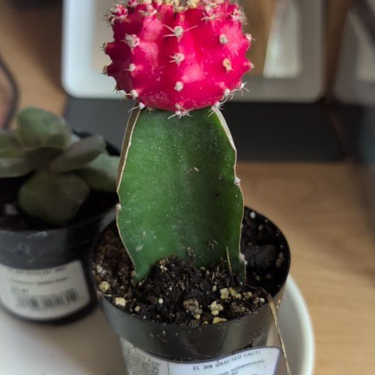 Photo of the plant species Grafted Cacti by @SecureCurrytree named Pax on Greg, the plant care app