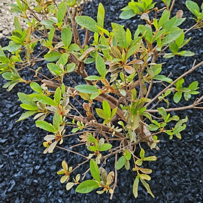 Photo of the plant species Alpenrose by @NewBaibua49 named Mochi on Greg, the plant care app