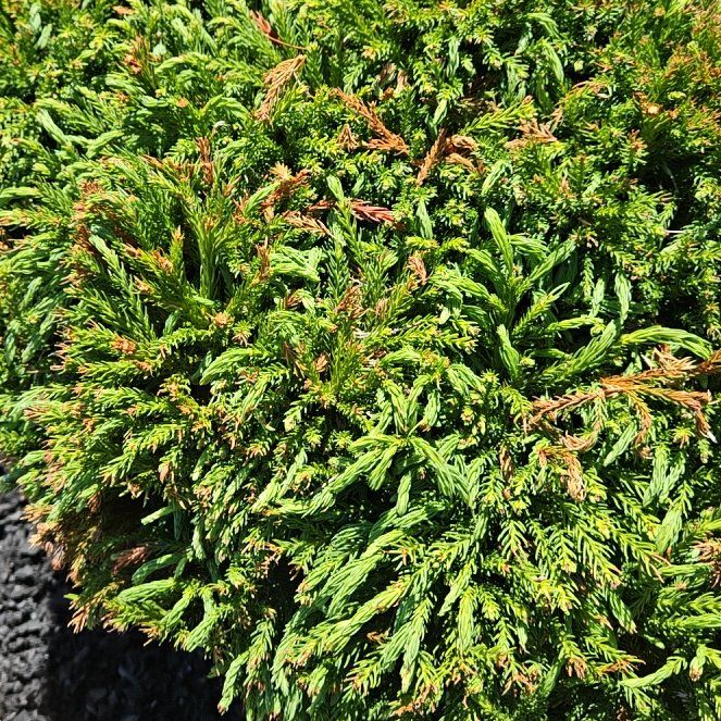 Photo of the plant species Japanese Cedar by @NewBaibua49 named Maya on Greg, the plant care app