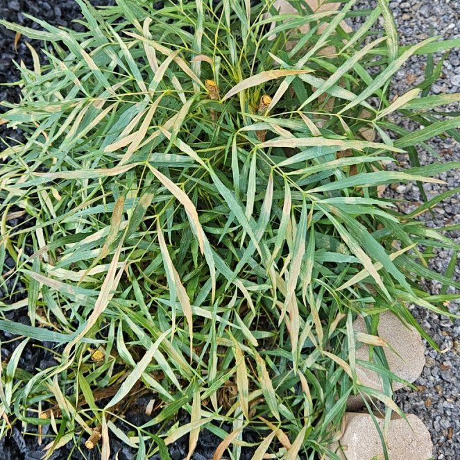 Photo of the plant species Bermuda Grass by @NewBaibua49 named Beckham on Greg, the plant care app