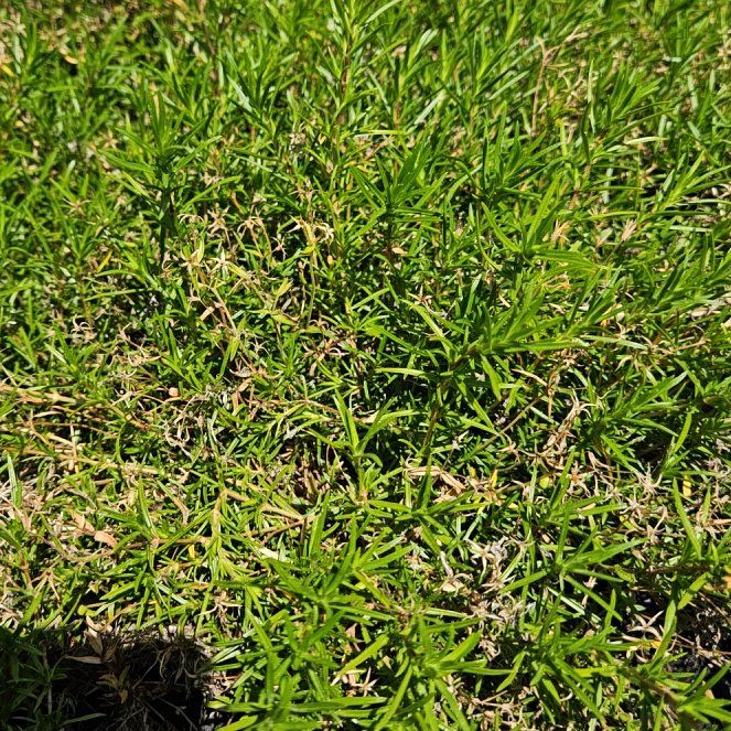 Photo of the plant species Birdeye Pearlwort by @NewBaibua49 named Captain Plant-it on Greg, the plant care app