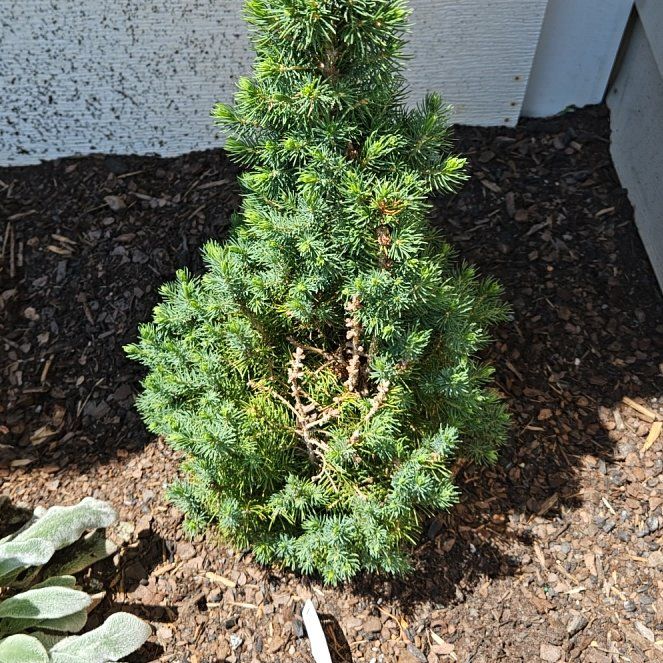 Photo of the plant species American Common Juniper by @NewBaibua49 named Gates on Greg, the plant care app