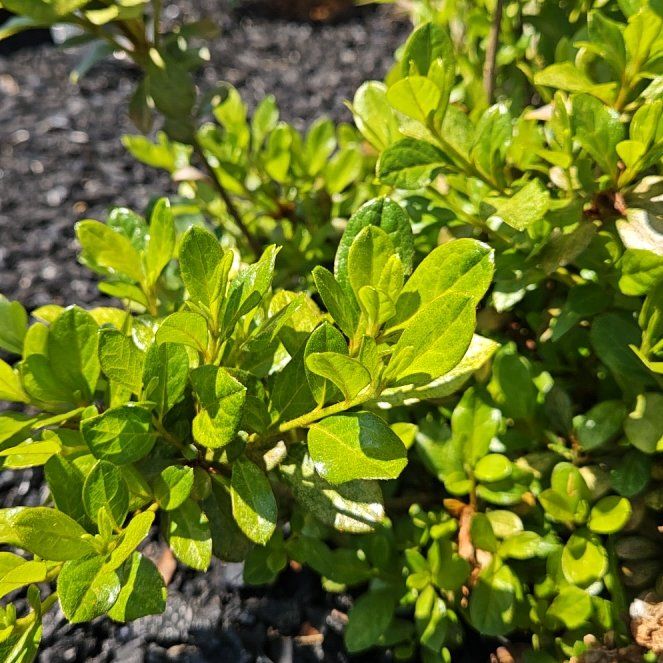 Photo of the plant species Western Azalea by @NewBaibua49 named Rosa on Greg, the plant care app