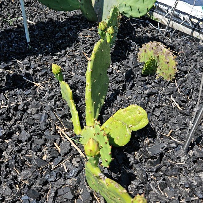 Photo of the plant species Cochineal Cactus by @NewBaibua49 named Robert Plant on Greg, the plant care app