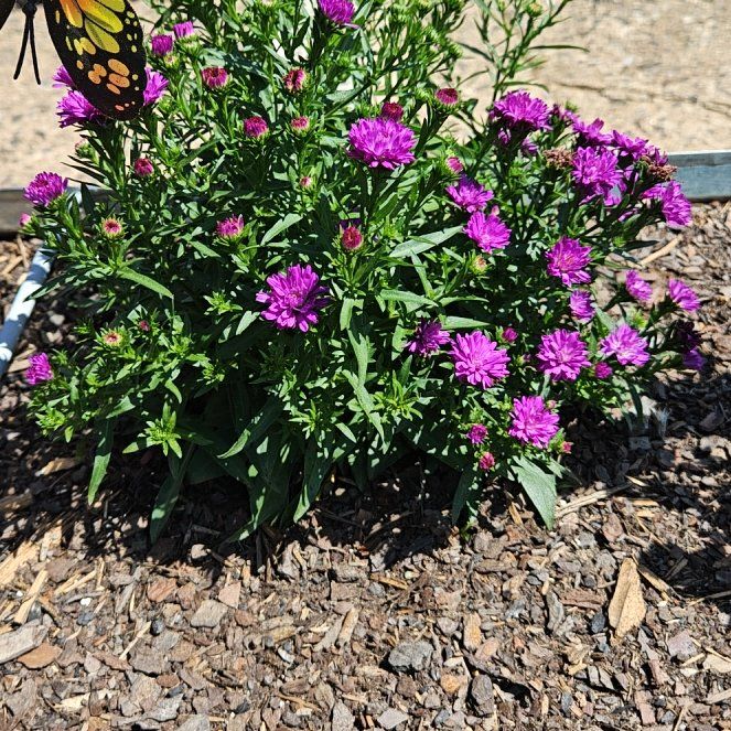 Photo of the plant species New England Aster by @NewBaibua49 named Stella on Greg, the plant care app