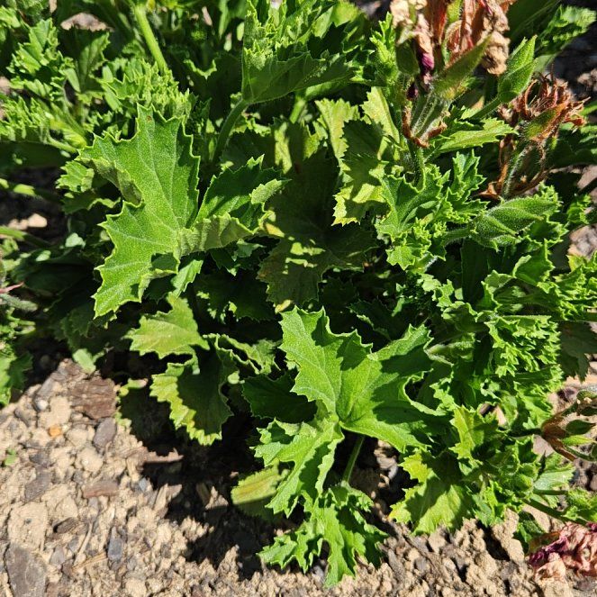 Photo of the plant species Hooded-Leaf Pelargonium by @NewBaibua49 named Sahara on Greg, the plant care app