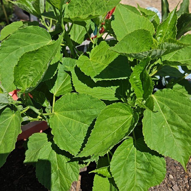 Photo of the plant species Crimsoneyed Rosemallow by @NewBaibua49 named Emerson on Greg, the plant care app