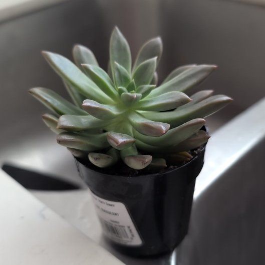 Photo of the plant species Graptoveria 'April Dawn' by @PrettyMaylily54 named Sherlock on Greg, the plant care app