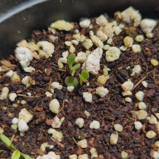 Photo of the plant species devil's backbone by @PrizeBanana54 named Dax on Greg, the plant care app